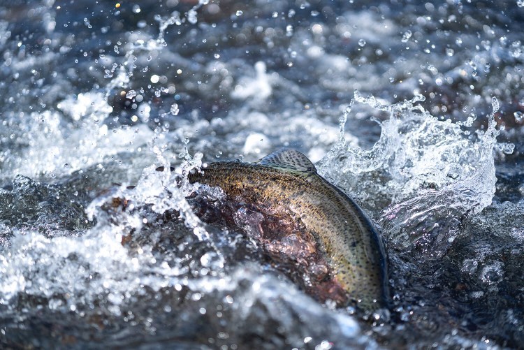 chalkstream trout