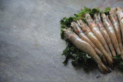 Prawns