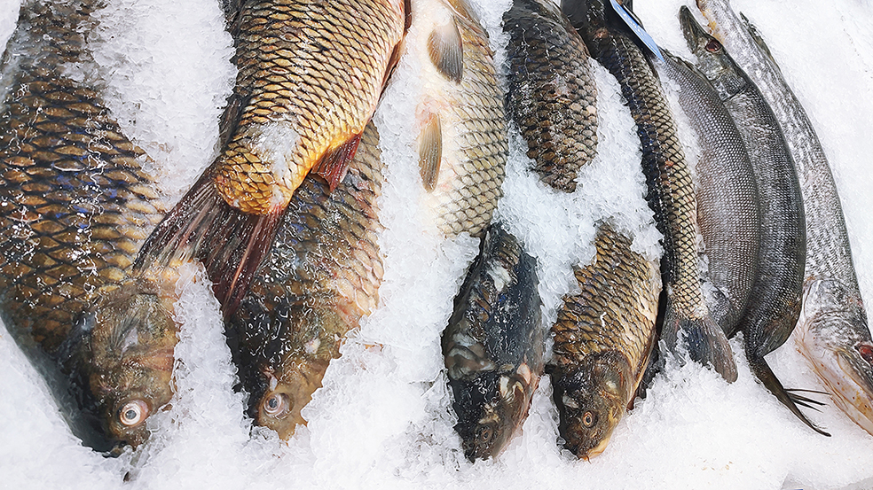 Carp fresh fish on ice in a food market close up