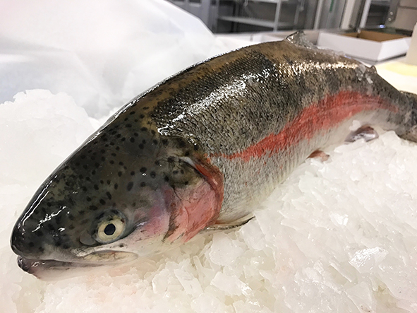 ChalkStream Trout fresh species