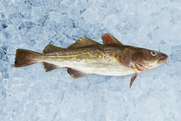 Cod