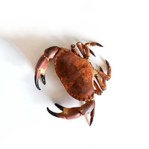 Brown Crab UK thumbnail