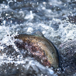 ChalkStream trout in the river