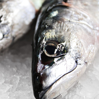 Fresh Mackerel