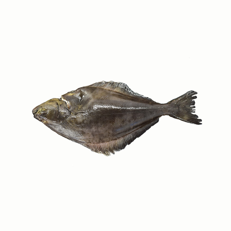 Whats your favorite style of halibut sinker ?