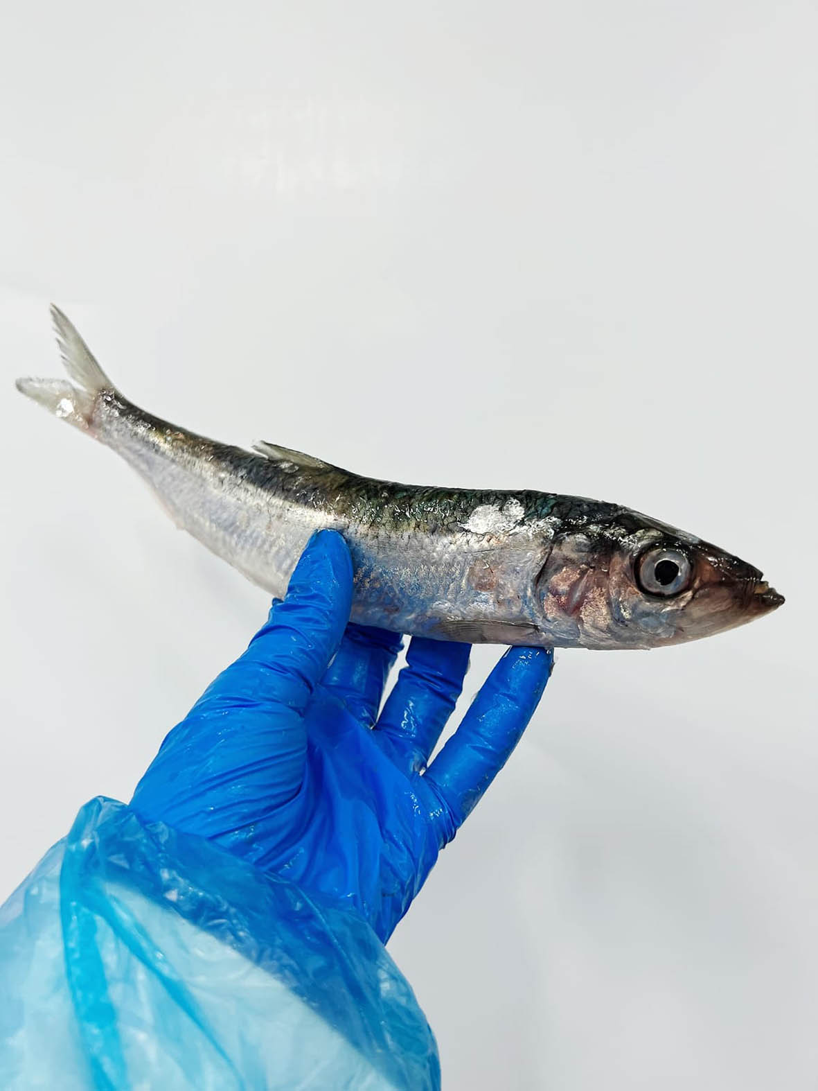 Herring