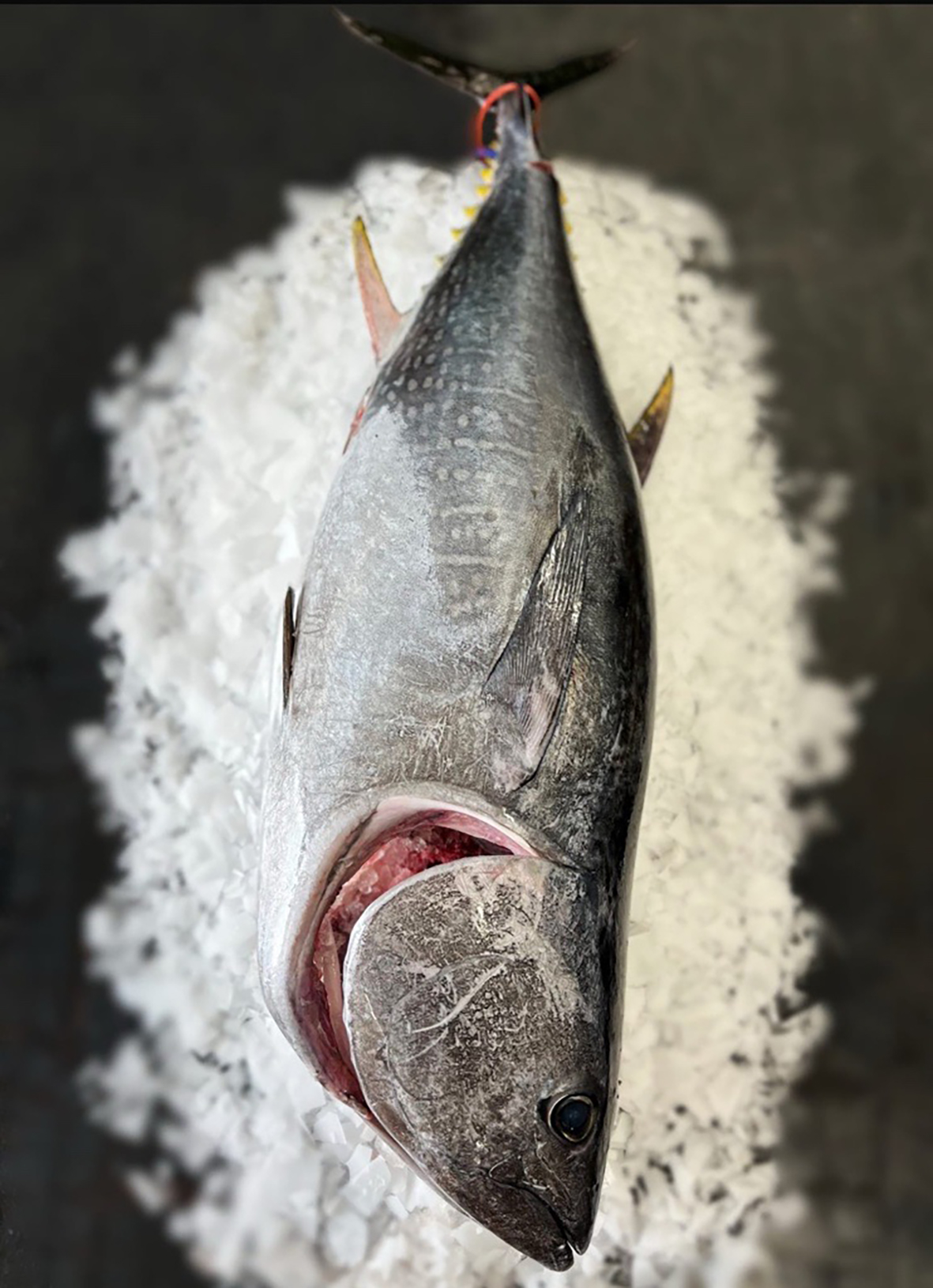 Bluefin Tina thumbnail