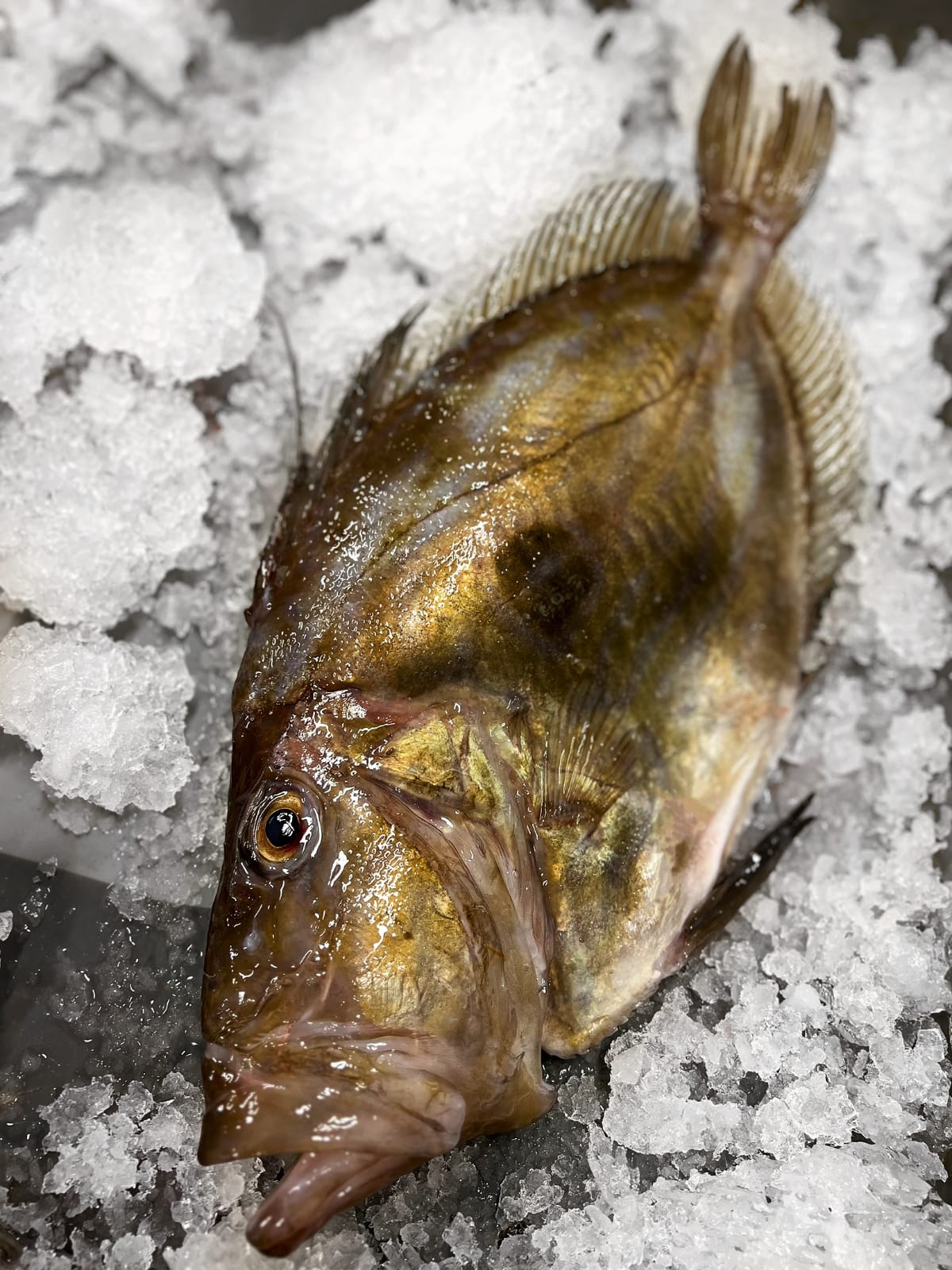 John Dory Species