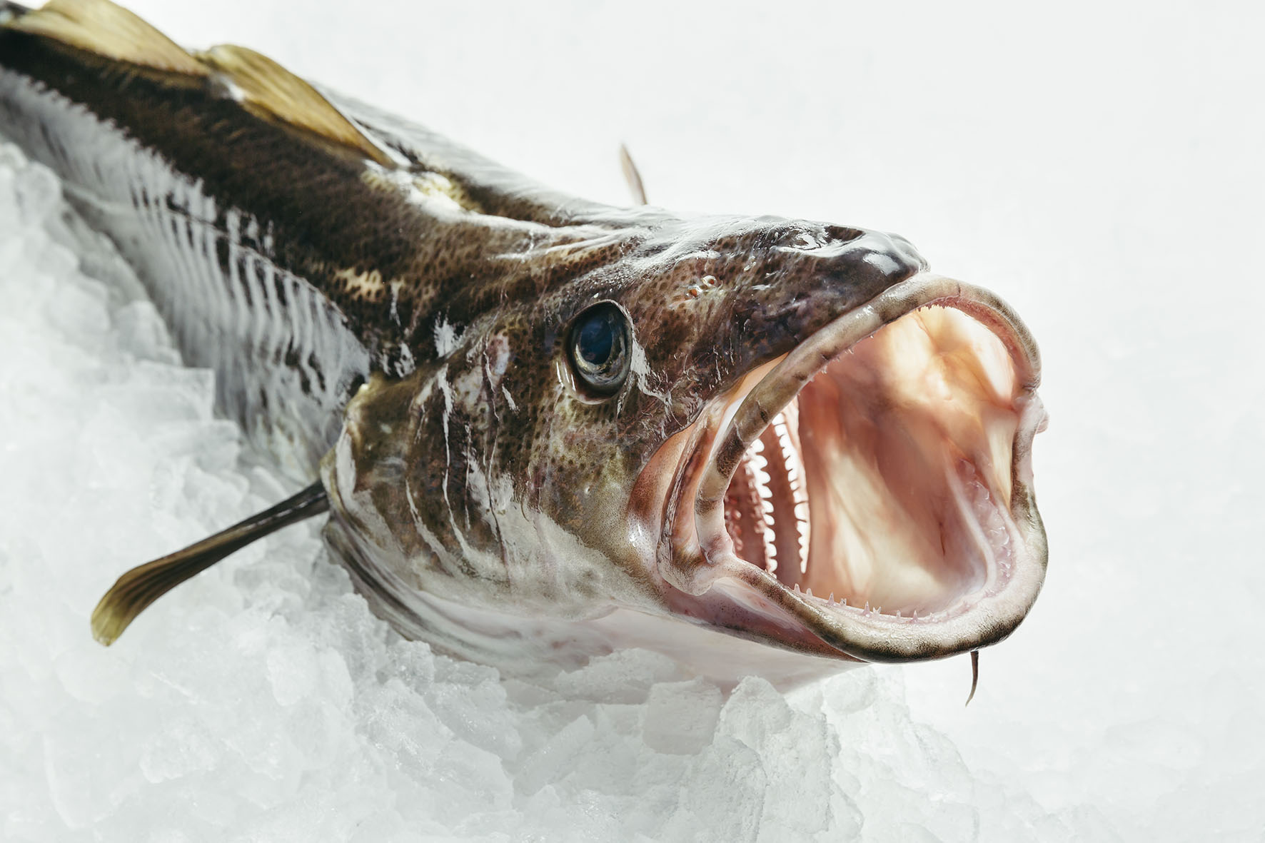 Skrei cod