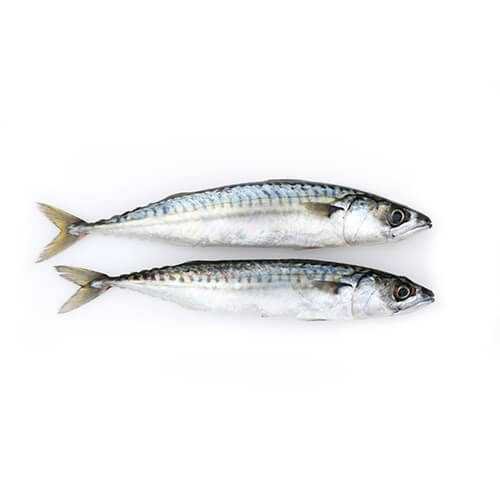 What is Mackerel?