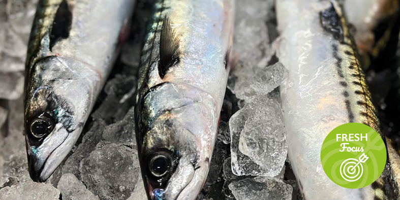 Fresh Mackerel