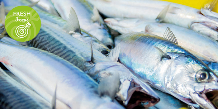 Fresh caught mackerel 