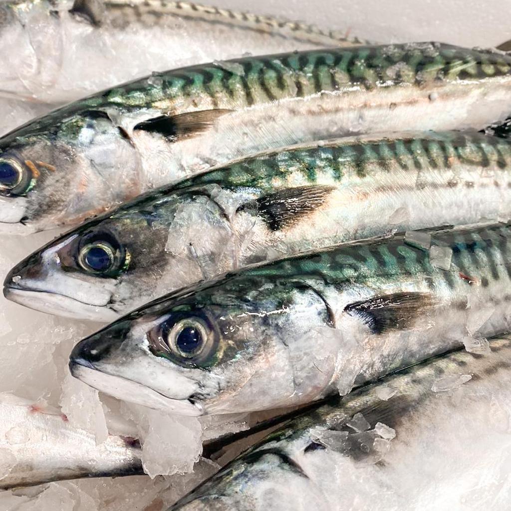 Fresh Mackerel