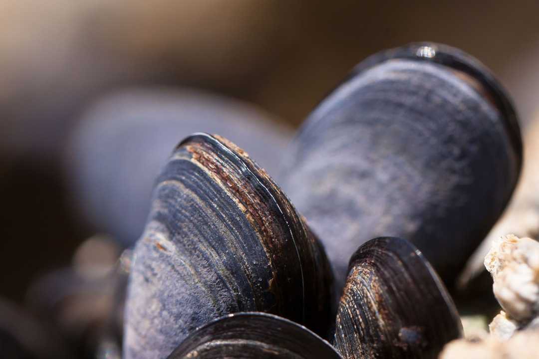 Mussels