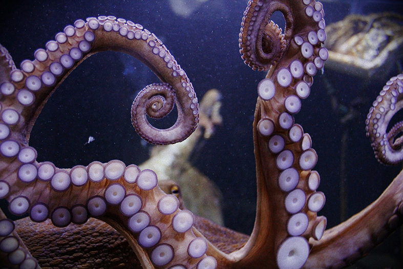 Octopus
