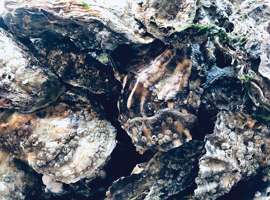 Rock oysters