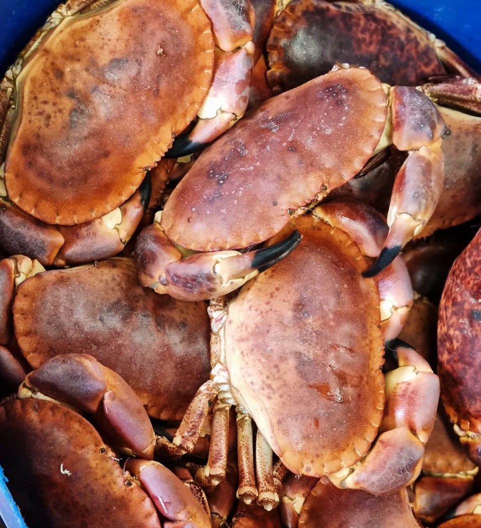 Brown crab