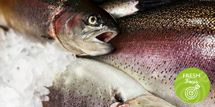 Fresh Chalkstream Trout