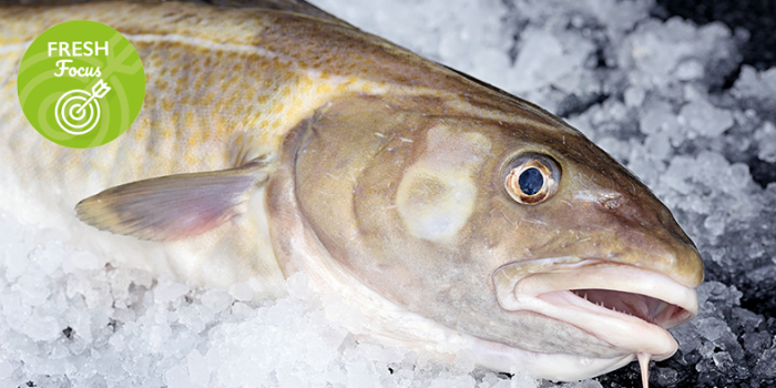 Fresh Cod
