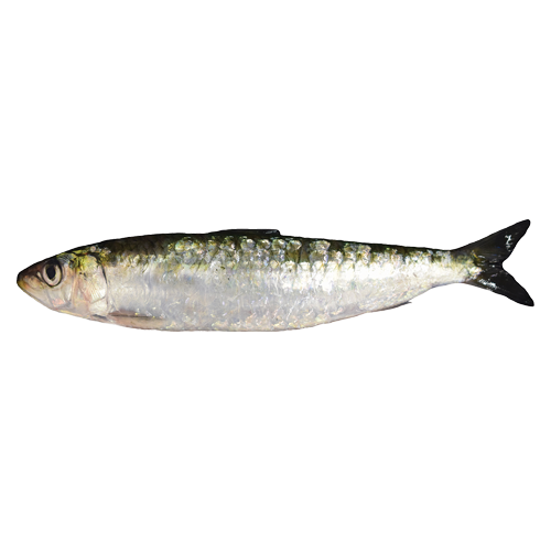 Sardine image