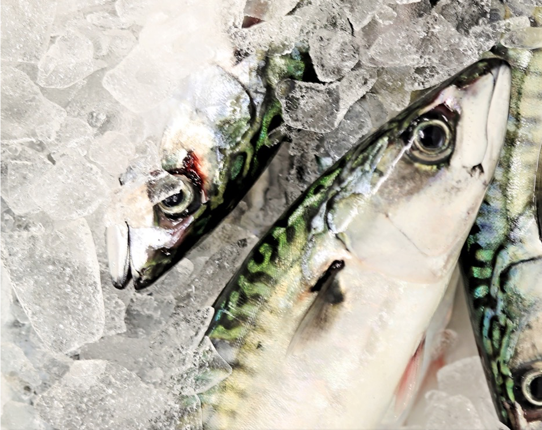 Mackerel fish on ice