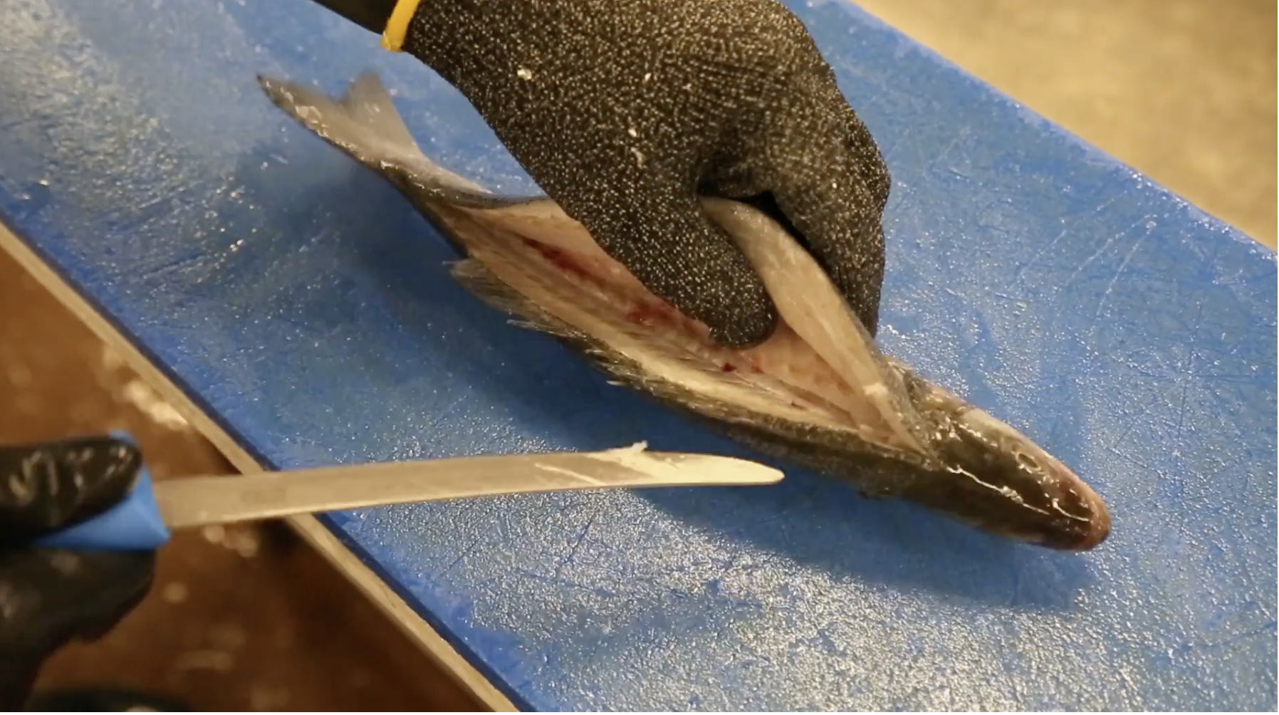 How to canoe fillet a sea bass