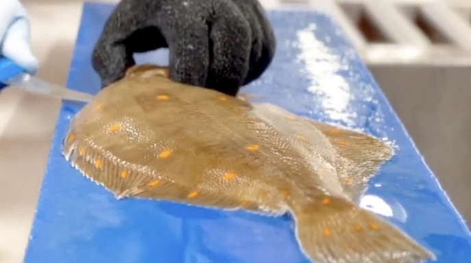 How to fillet a plaice