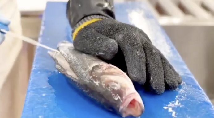 How to canoe fillet a sea bass