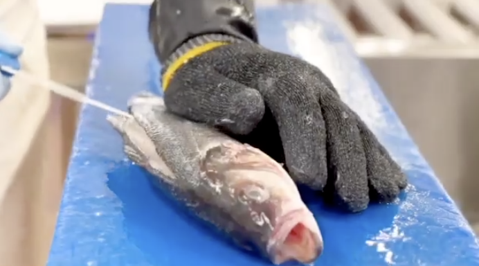 Filleting a sea bass