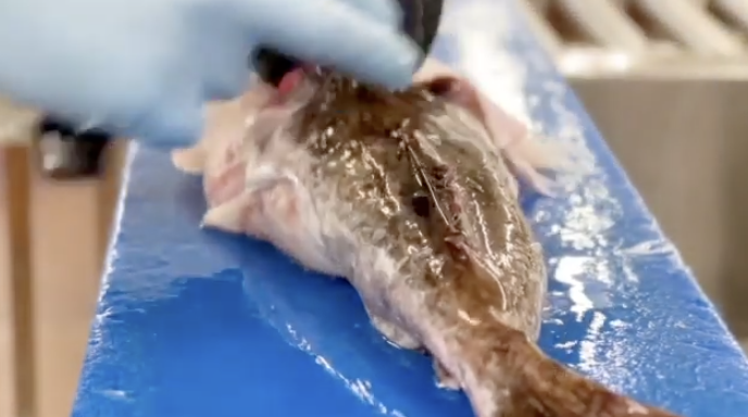 How to prepare fish loins (Monkfish)