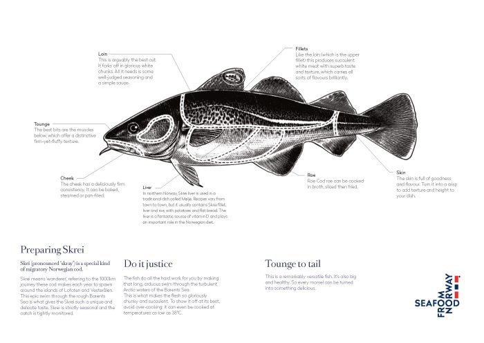 Image of skrei cod, showing anatomy of species