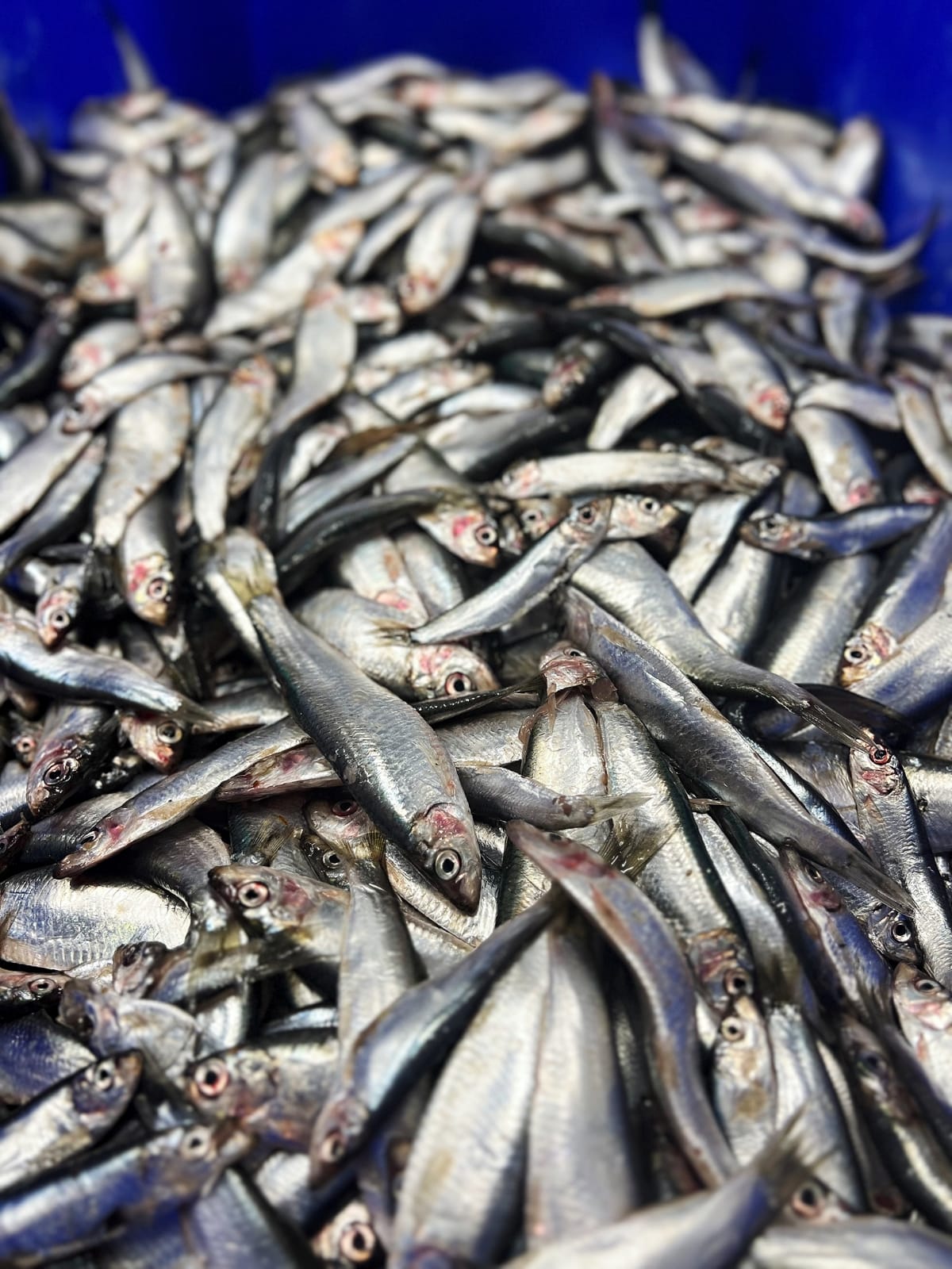 Sprats image