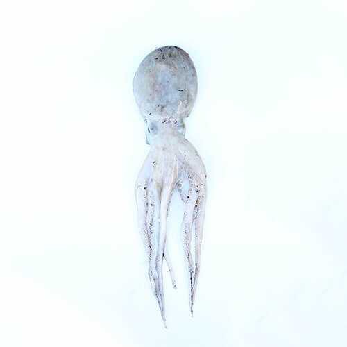 Squid