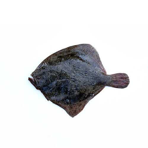 Turbot thumbnail