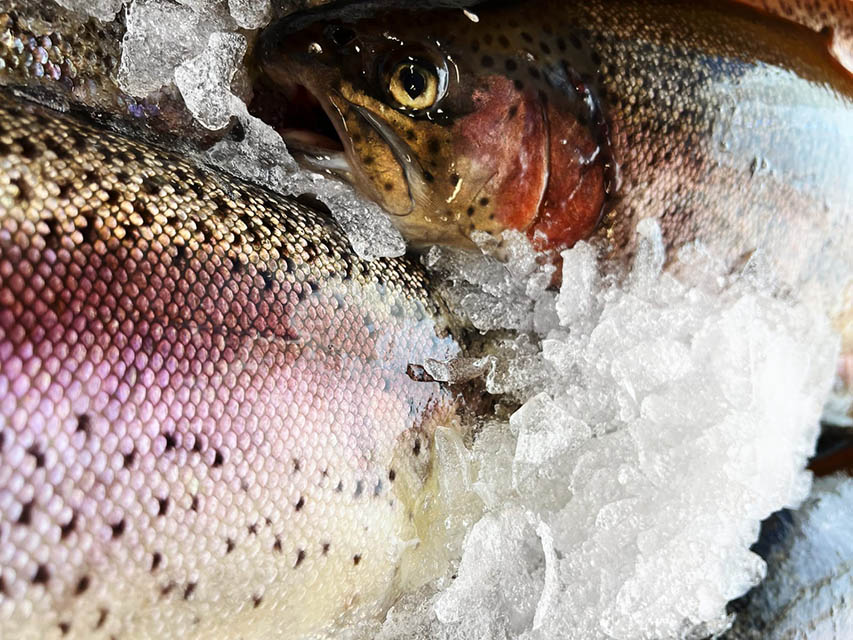 Chalkstream trout