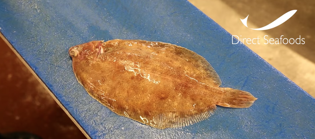 How to fillet a whole flat fish 