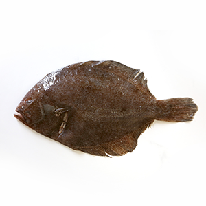 Brill | Direct Seafoods
