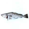 Round Fish Archives | Direct Seafoods