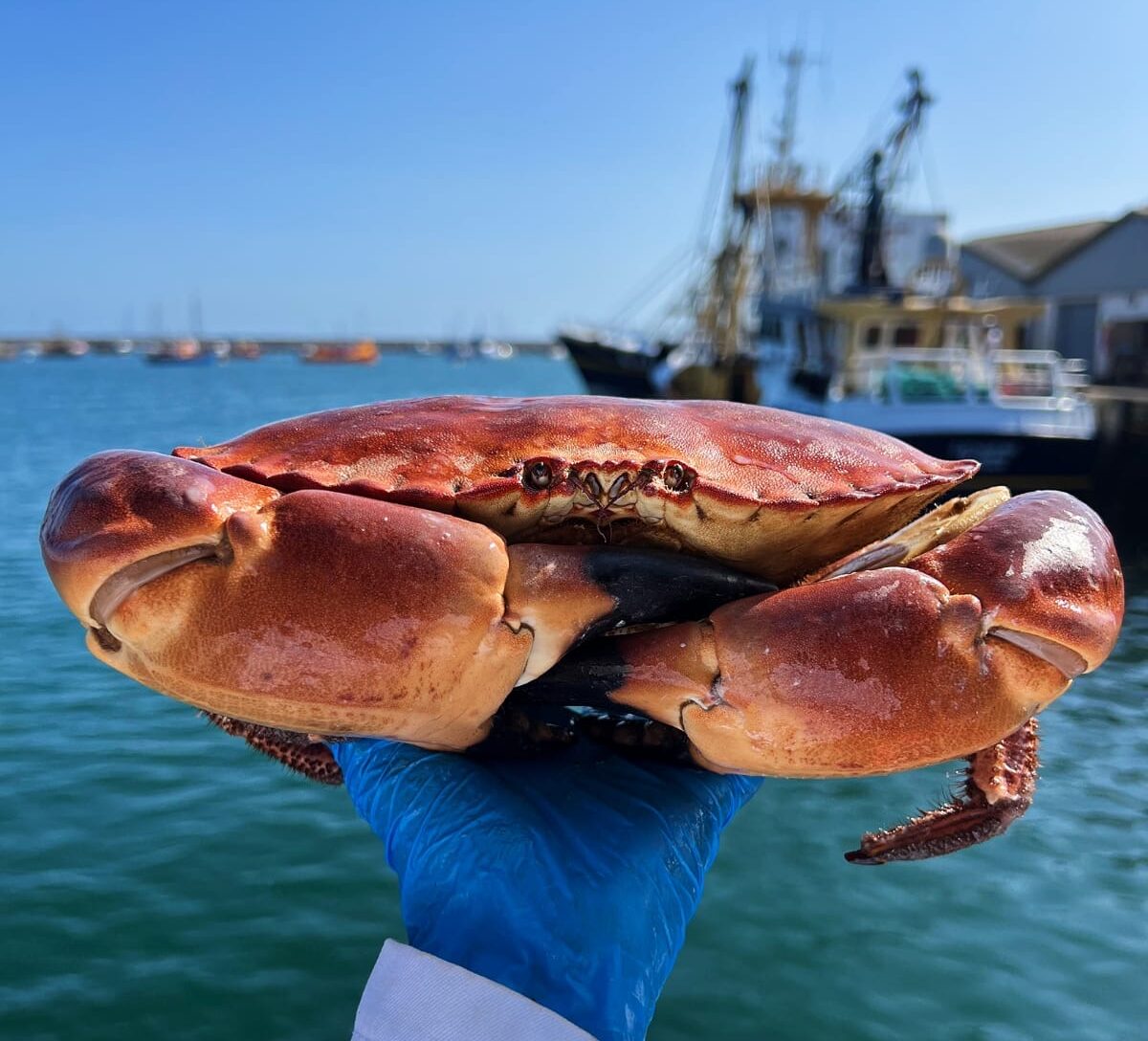 Whole crab held in a blue gloved hand in front of an ocean backdrop with a fishing boat in the background
