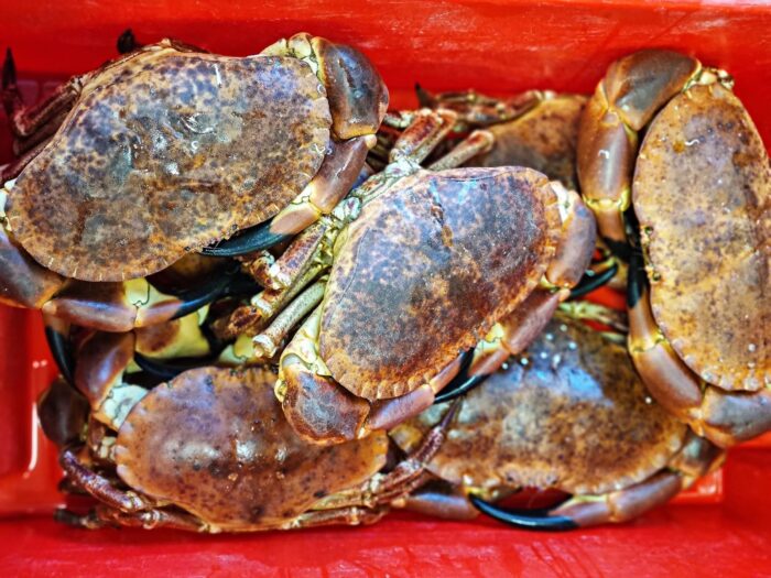 whole crabs stored in a red container