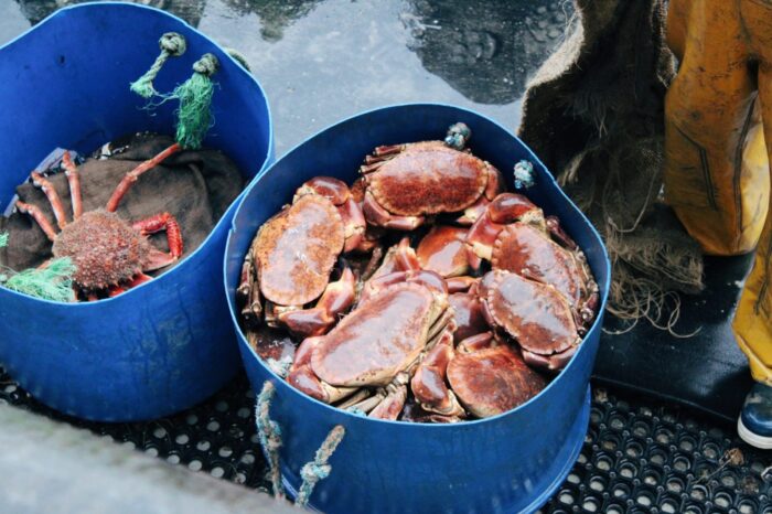 freshly caught crab stored in a blue bucket