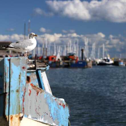 seagull on boat ledge at the docks