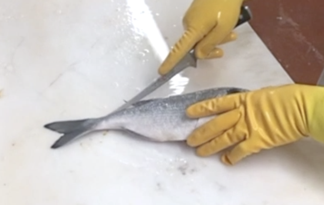 Filleting a Gilt-head Bream