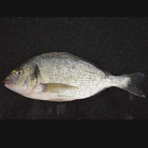 What are Gilthead Bream?