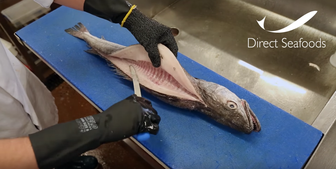 How to fillet a Hake / round fish fillet 