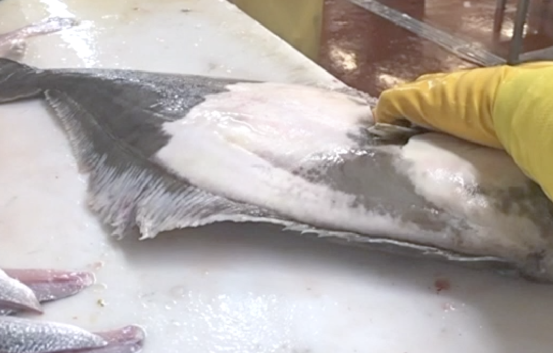 Filleting a Halibut