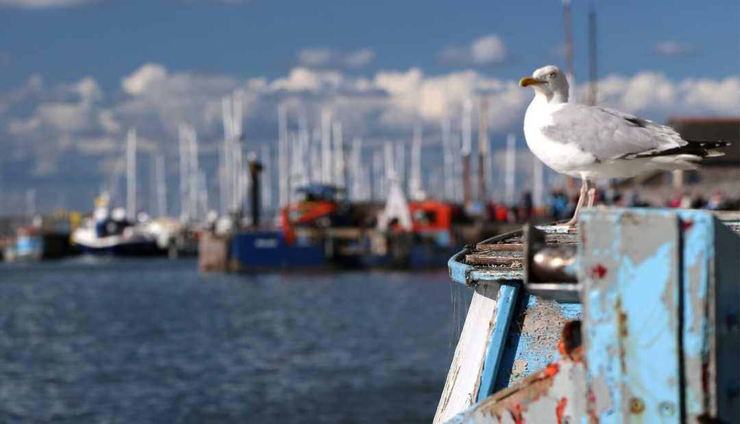 image of seagull and boats at fishing port