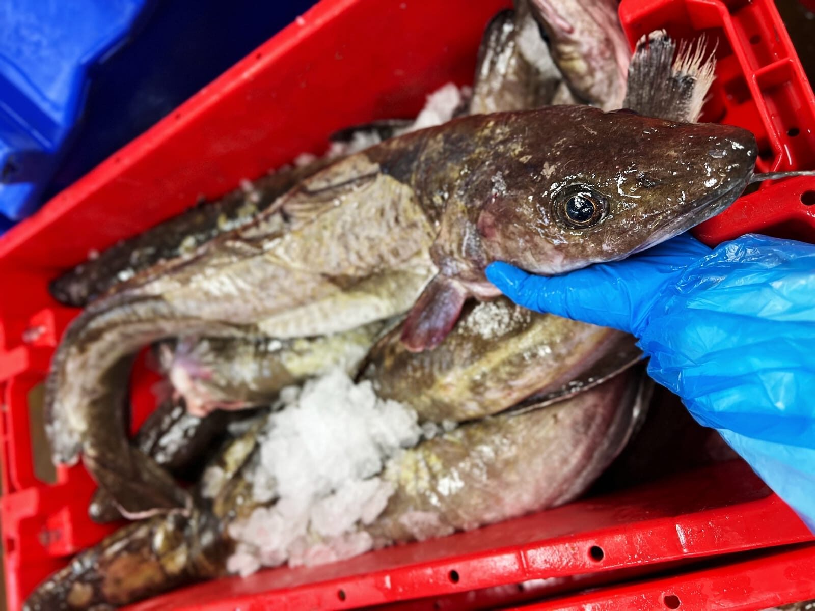 whole ling held by a blue gloved hand over a red container with stored ling on ice