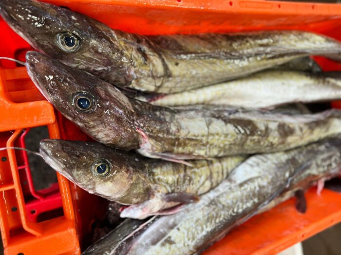 Whole, fresh ling stored in a red container