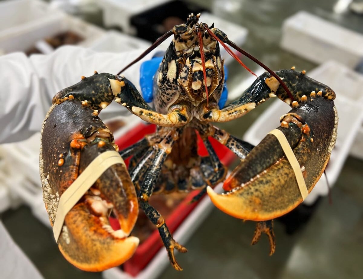 Whole, fresh lobster held by a fishmonger with a blue gloved hand in front of a blurred background
